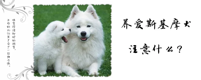 養(yǎng)愛斯基摩犬注意什么