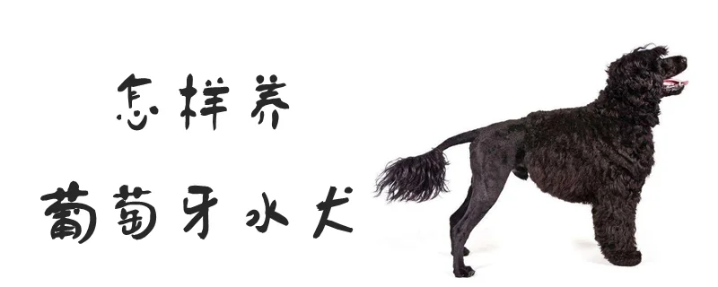 怎樣養(yǎng)葡萄牙水犬