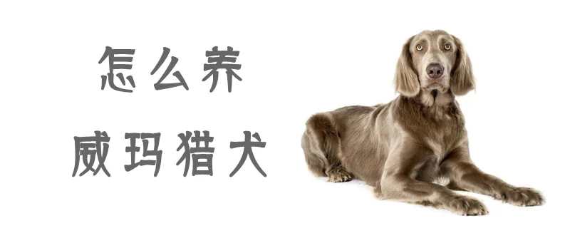 怎么養(yǎng)威瑪獵犬