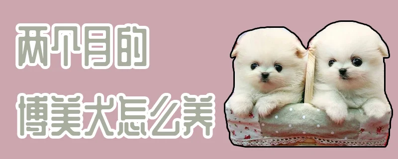 兩個月的博美犬怎么養