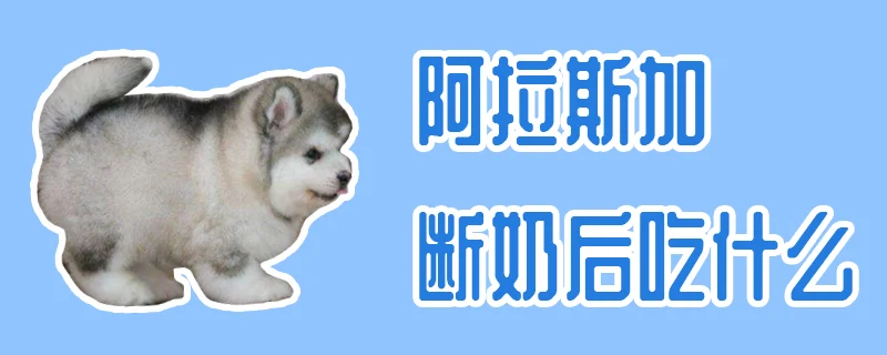 阿拉斯加斷奶后吃什么