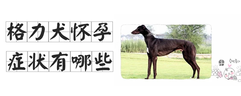 格力犬懷孕癥狀有哪些