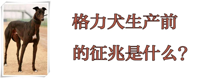 格力犬生產(chǎn)前的征兆是什么