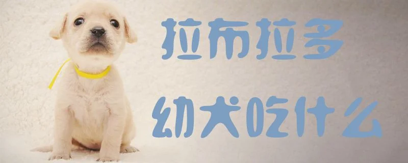 拉布拉多幼犬吃什么1