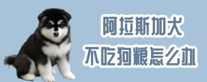 阿拉斯加犬不吃狗糧怎么辦