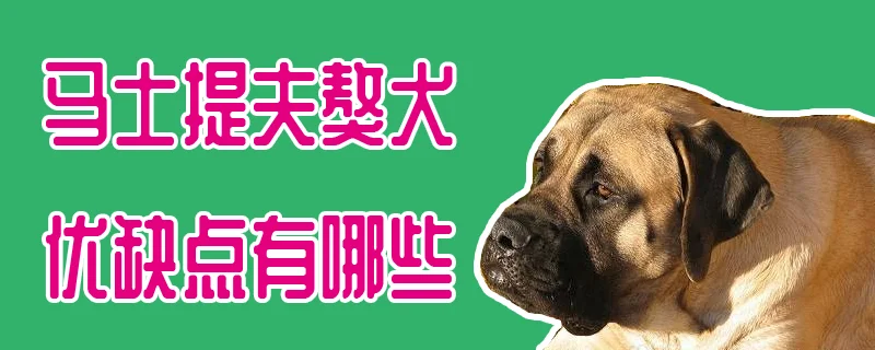 馬士提夫獒犬優(yōu)缺點有哪些