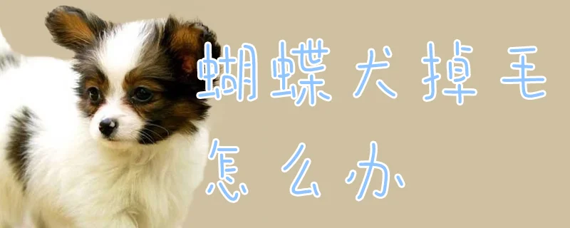 蝴蝶犬掉毛怎么辦