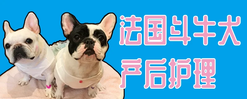 法國斗牛犬產后護理