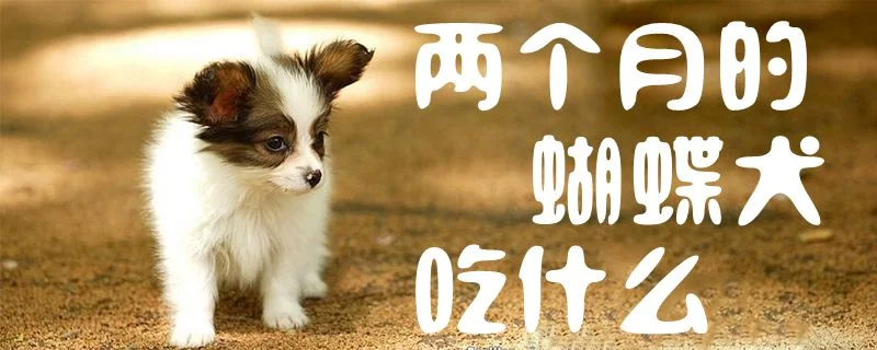 兩個月的蝴蝶犬吃什么1