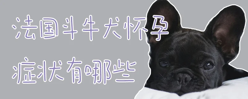 法國斗牛犬懷孕癥狀有哪些