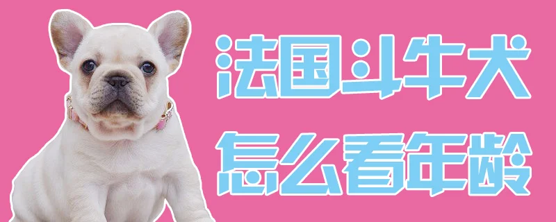 法國斗牛犬怎么看年齡