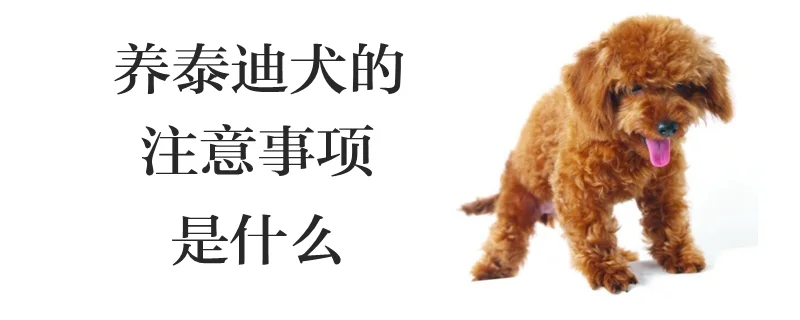 養泰迪犬的注意事項是什么