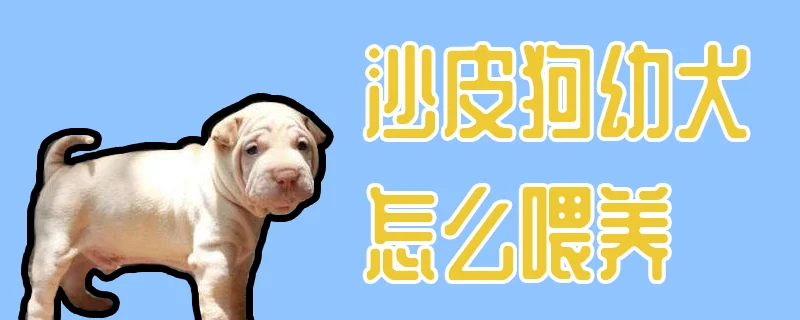 沙皮狗幼犬怎么喂養(yǎng)