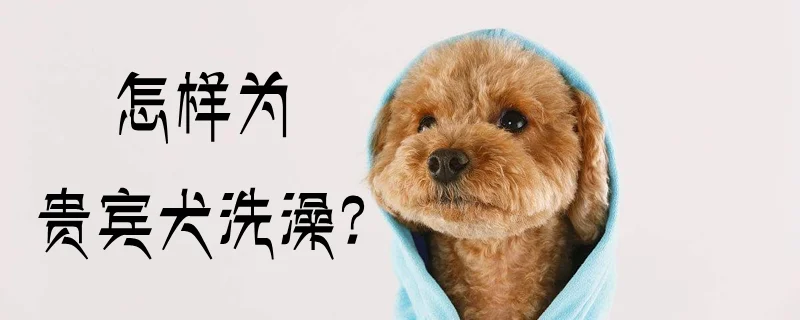 怎樣為貴賓犬洗澡