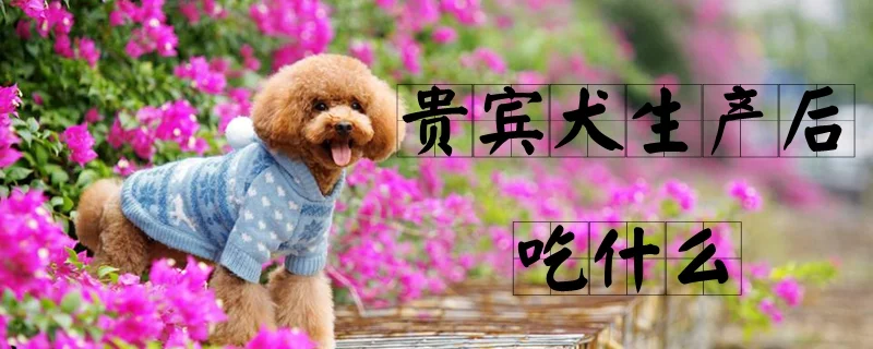 貴賓犬生產后吃什么