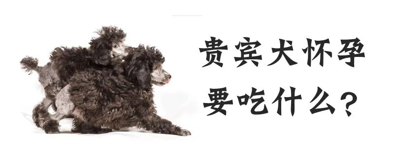 貴賓犬懷孕要吃什么