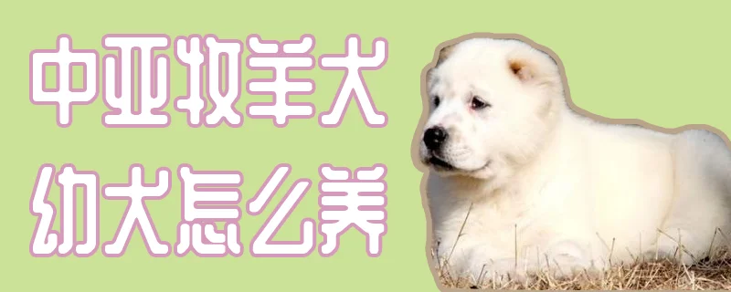 中亞牧羊犬幼犬怎么養(yǎng)