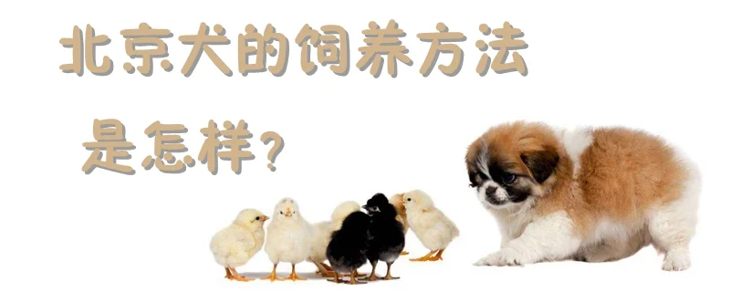 北京犬的飼養(yǎng)方法是怎樣