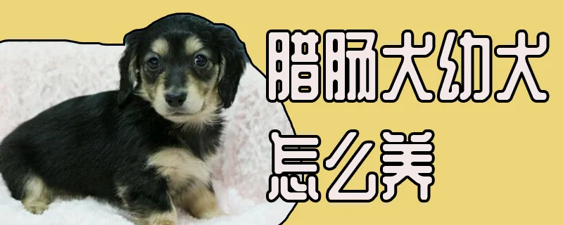 臘腸犬幼犬怎么養(yǎng)