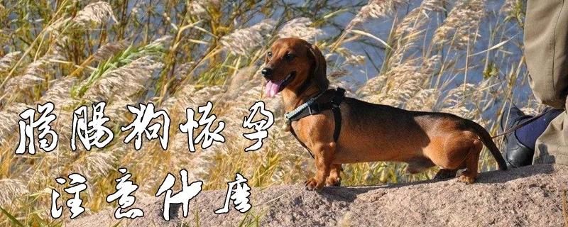 臘腸犬懷孕注意什么