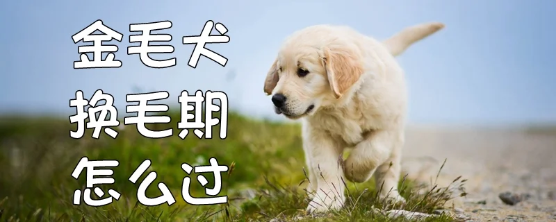 金毛犬換毛期怎么過