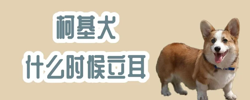 柯基犬什么時候立耳