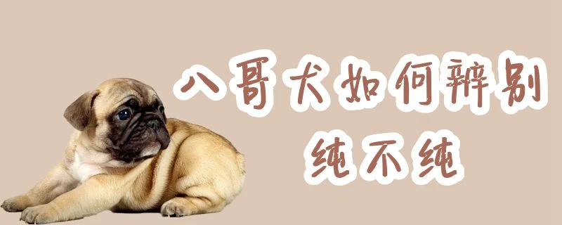 八哥犬如何辨別純不純