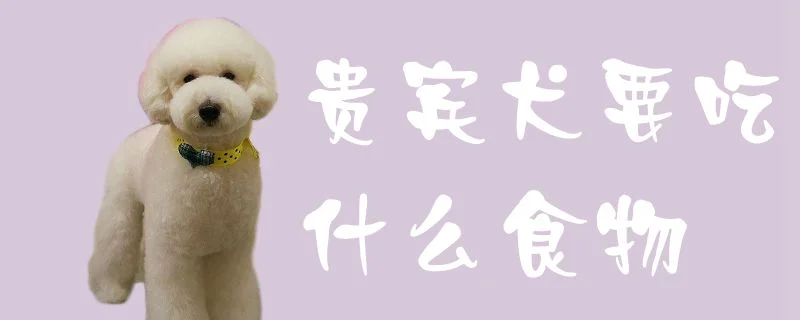 貴賓犬要吃什么食物1