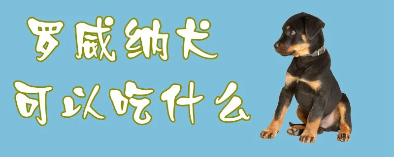 羅威納犬可以吃什么1