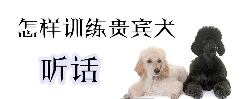 怎樣訓練貴賓犬聽話