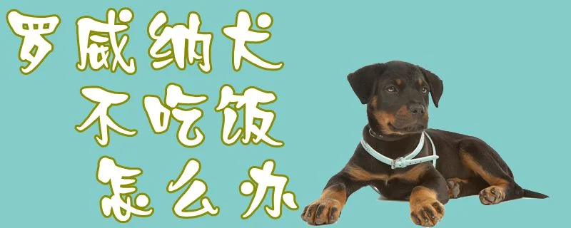 羅威納犬不吃飯怎么辦1