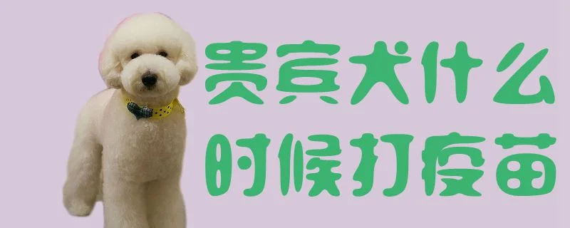 貴賓犬什么時候打疫苗1