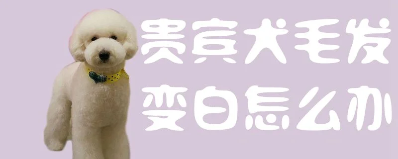 貴賓犬毛發變白怎么辦1