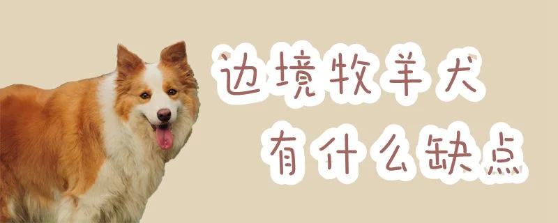 邊境牧羊犬有什么缺點