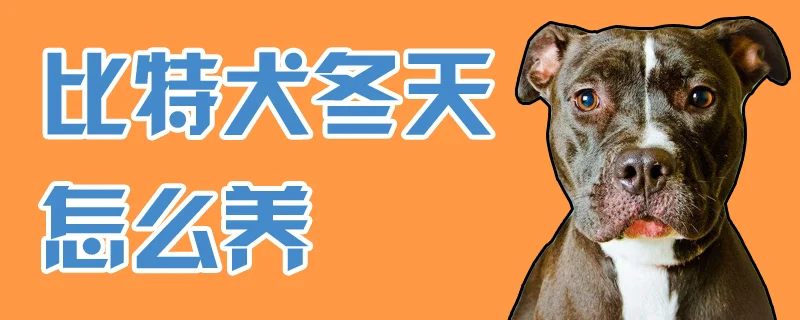 比特犬冬天怎么養(yǎng)