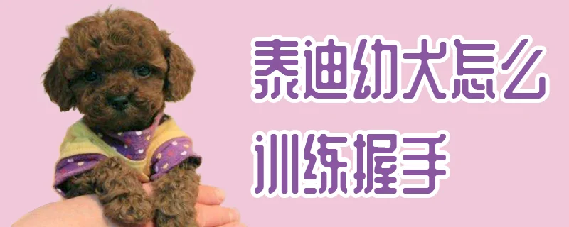 泰迪幼犬怎么訓(xùn)練握手