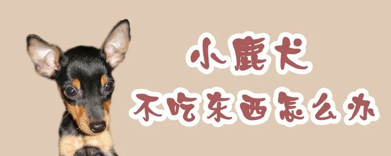 小鹿犬不吃東西怎么辦