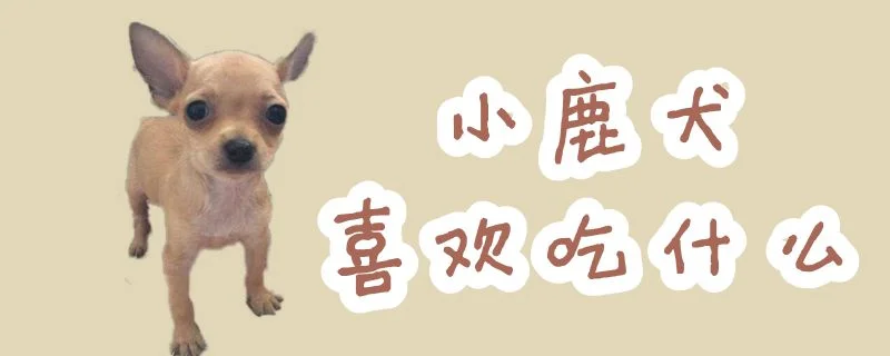 小鹿犬喜歡吃什么