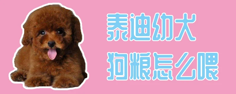 泰迪幼犬狗糧怎么喂