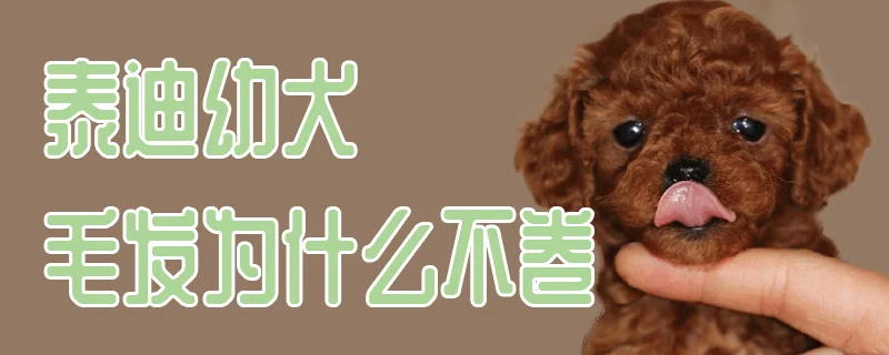 泰迪幼犬毛發(fā)為什么不卷