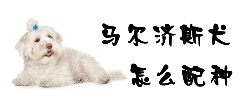 馬爾濟(jì)斯犬怎么配種