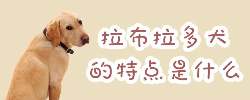 拉布拉多犬的特點是什么