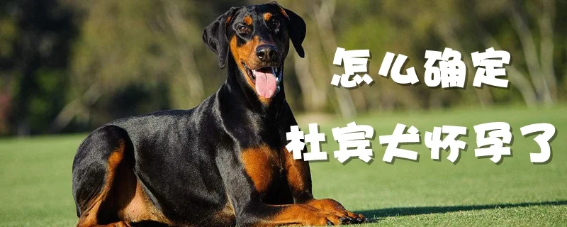 怎么確定杜賓犬懷孕了