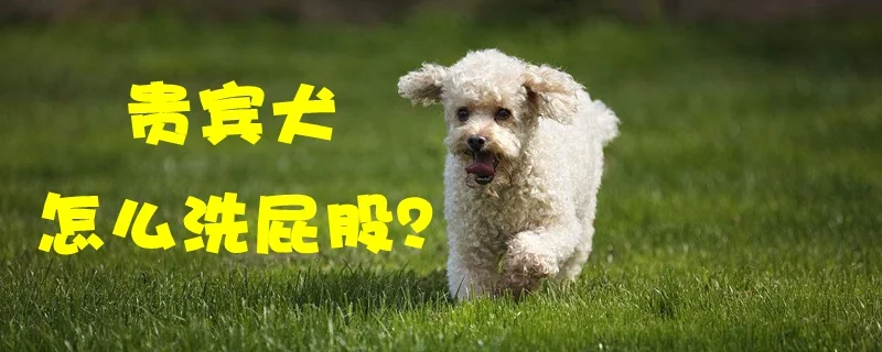 貴賓犬怎么洗屁股