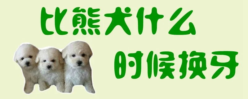 比熊犬什么時候換牙1