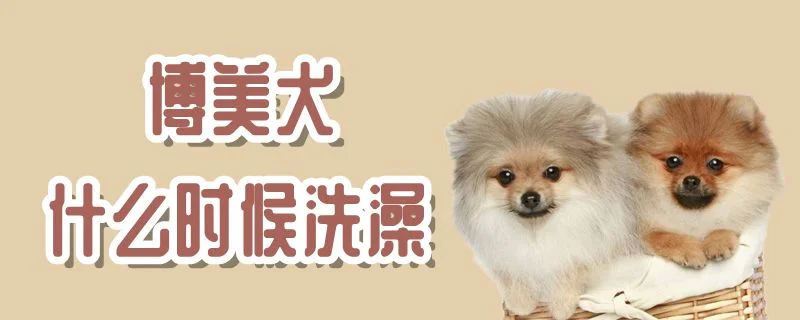 博美犬什么時候洗澡