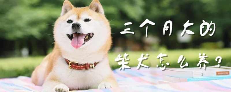 三個月大的柴犬怎么養