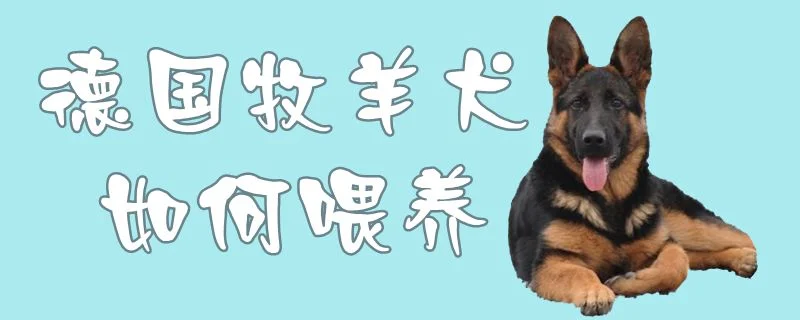 德國牧羊犬如何喂養(yǎng)1