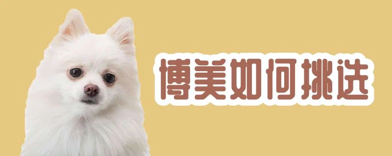 博美如何挑選