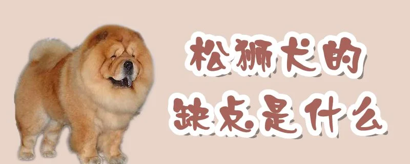 松獅犬的缺點(diǎn)是什么